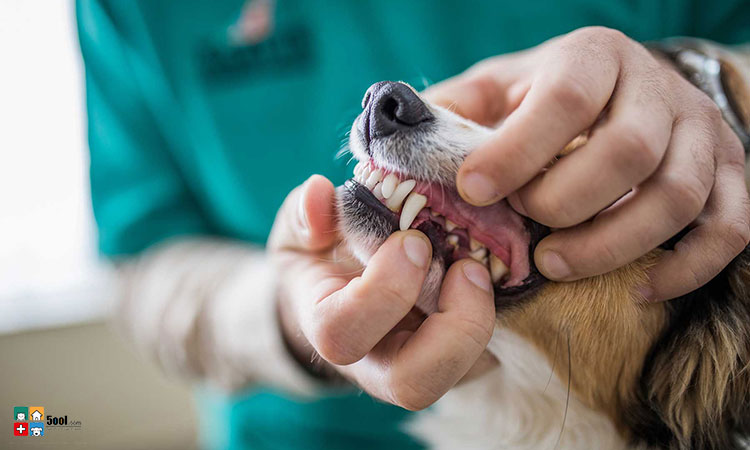  ۵ دلیل اهمیت مراقبت از دندان سگ