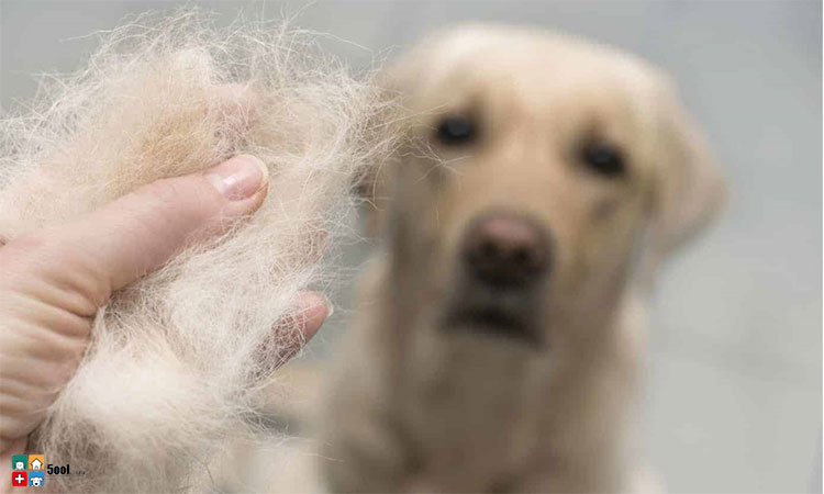 بررسی دلایل ریزش موی سگ