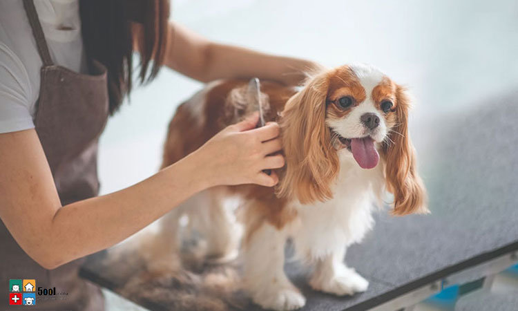 راه های درمان ریزش موی سگ