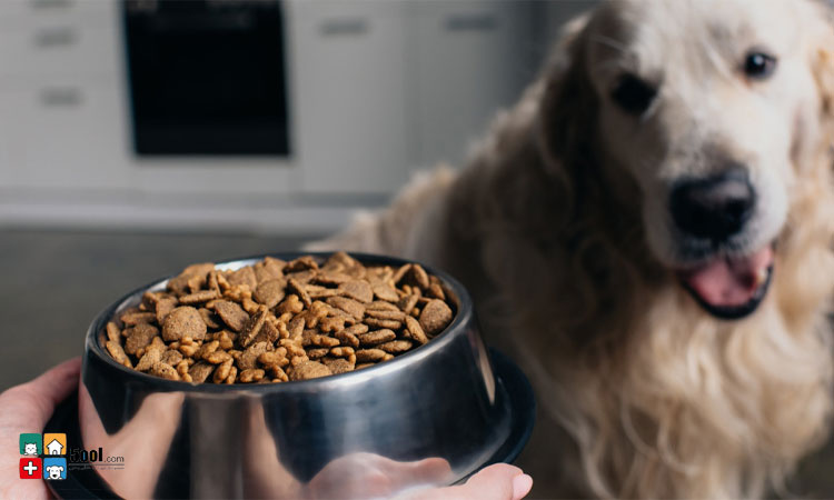 بررسی مزایای خرید غذای خشک سگ