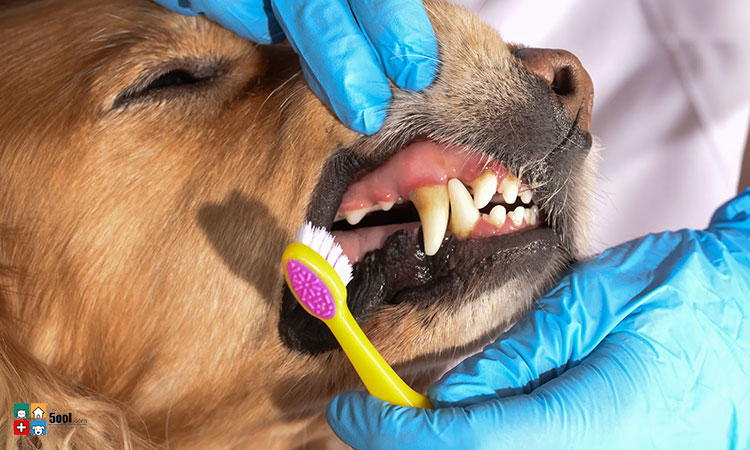 پیشگیری از بوی بد دهان سگ