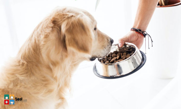 چه زمانی به سگ غذای تشویقی بدهیم؟