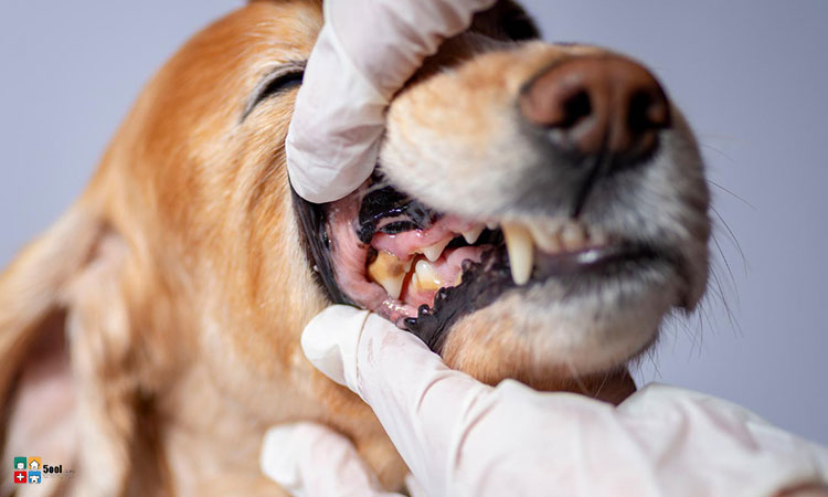۵ دلیل اهمیت مراقبت از دندان سگ