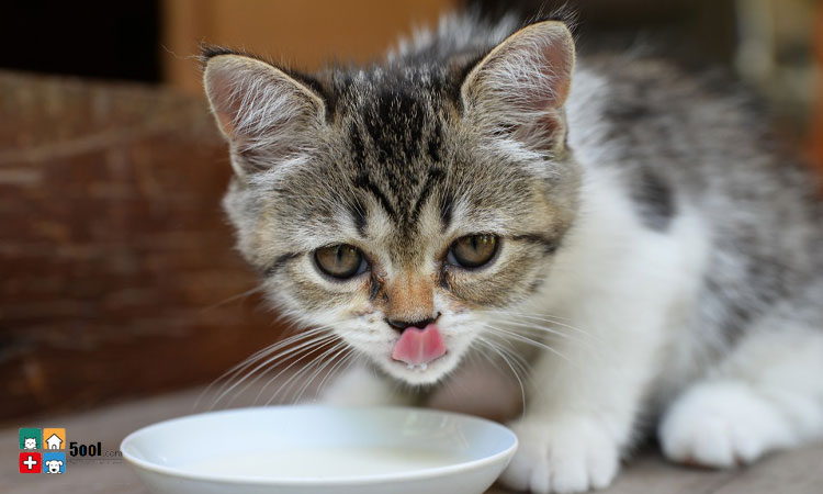 مزایا و معایب مصرف شیر برای گربه ها