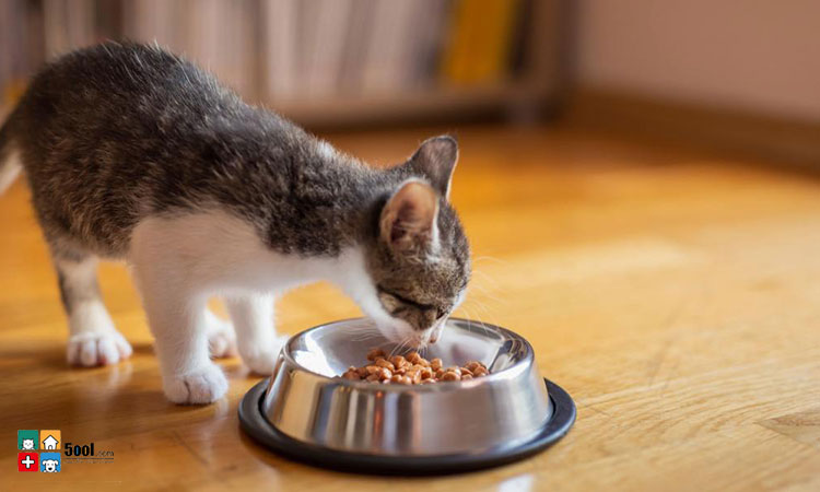 بهترین رژیم غذایی برای گربه کدام است؟