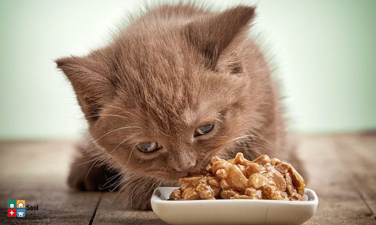 خوراکی های مفید برای گربه ها چیست؟