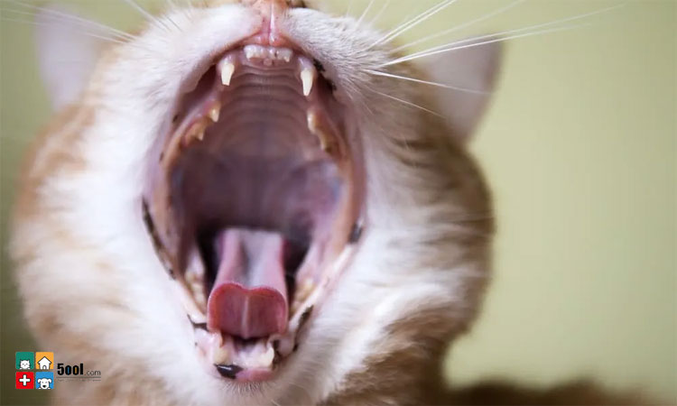 بررسی روش های درمان سرفه در گربه ها