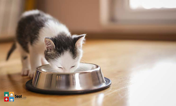 مزایا و معایب مصرف شیر برای گربه ها