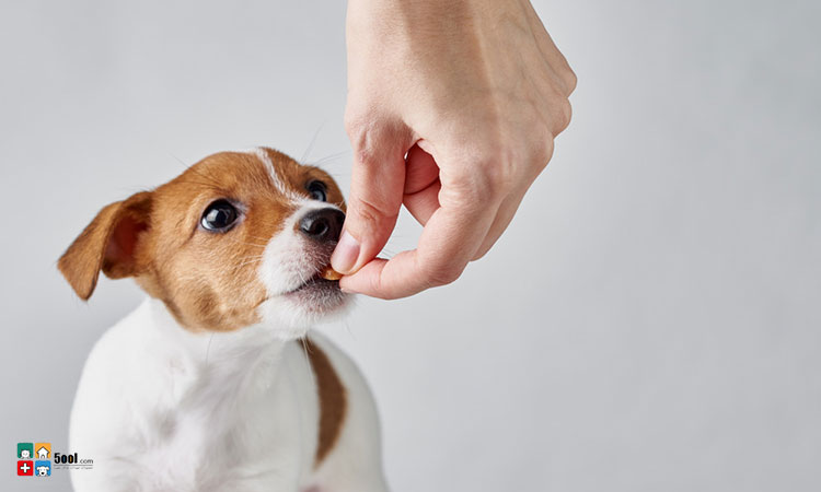 7 فایده مولتی ویتامین برای سگ ها