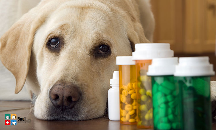  7 فایده مولتی ویتامین برای سگ ها