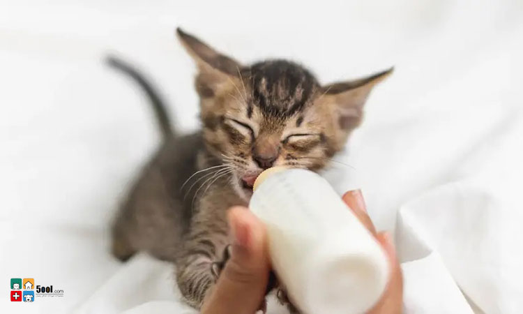 آشنایی با مزایای مصرف شیر برای گربه
