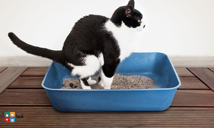 آشنایی با ۵ مرحله برای حفظ سلامت سیستم ادرار گربه
