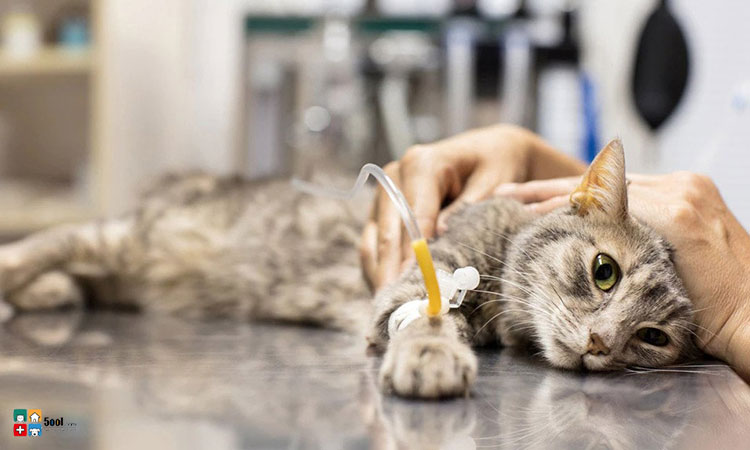 درمان کم خونی گربه