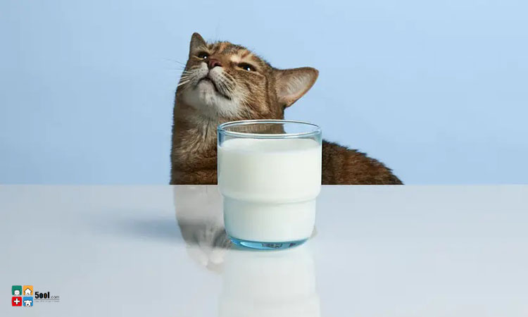 مزایای مصرف شیر برای گربه