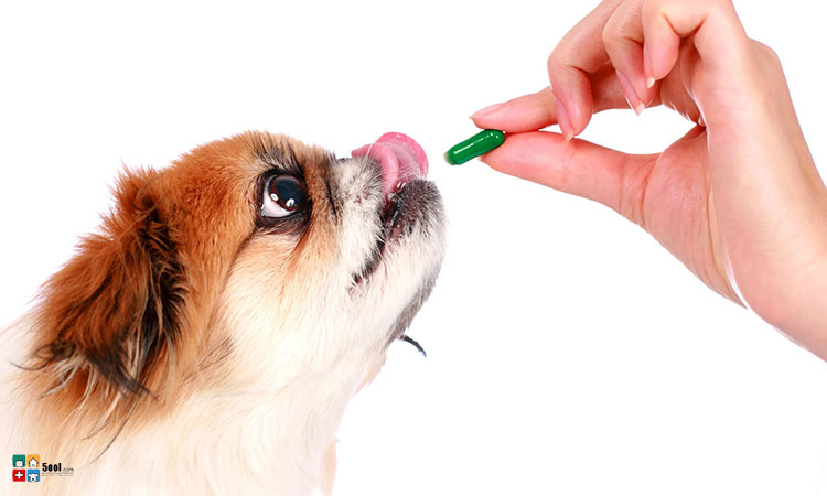 بررسی نکات مهم مصرف مولتی ویتامین برای سگ ها