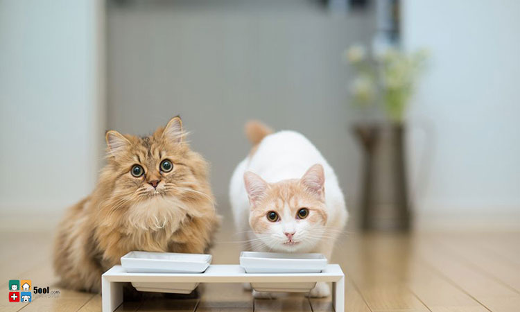 گربه ها می توانند از چه نوع شیری تغذیه کنند؟