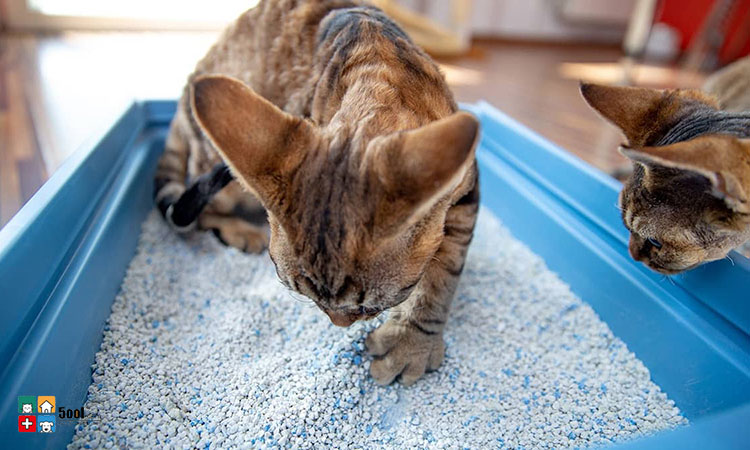خاک گربه چیست؟