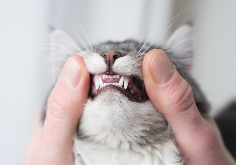 راهنمای مراقبت از دندان گربه